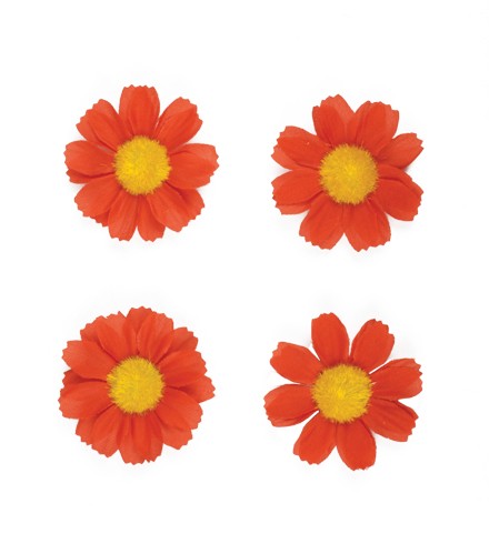 Fleur de basilic 4 Magrietjes Red 50188