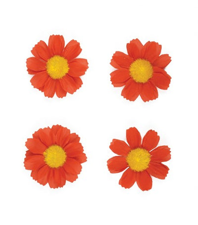Fleur de basilic 4 Magrietjes Red 50188