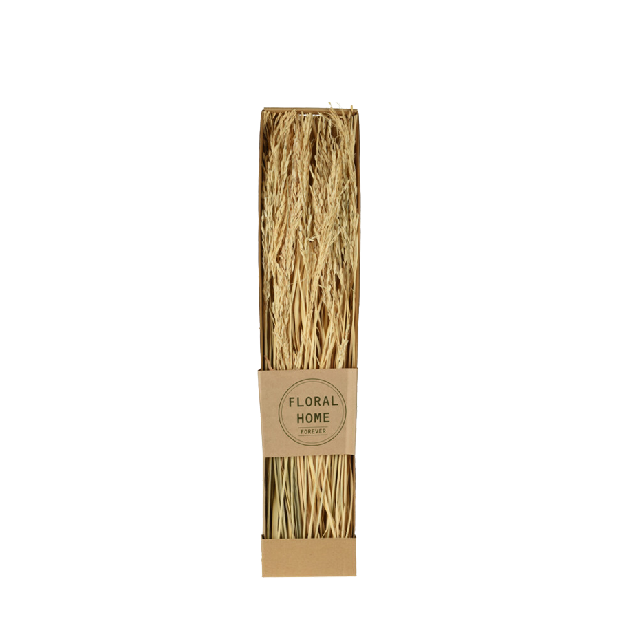 Fleurs séchées lagurus bouquet 60cm