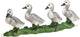Knobelzwaan Kuikens 13657