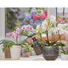 Vapeur de plante Gardena 1 l Easypump