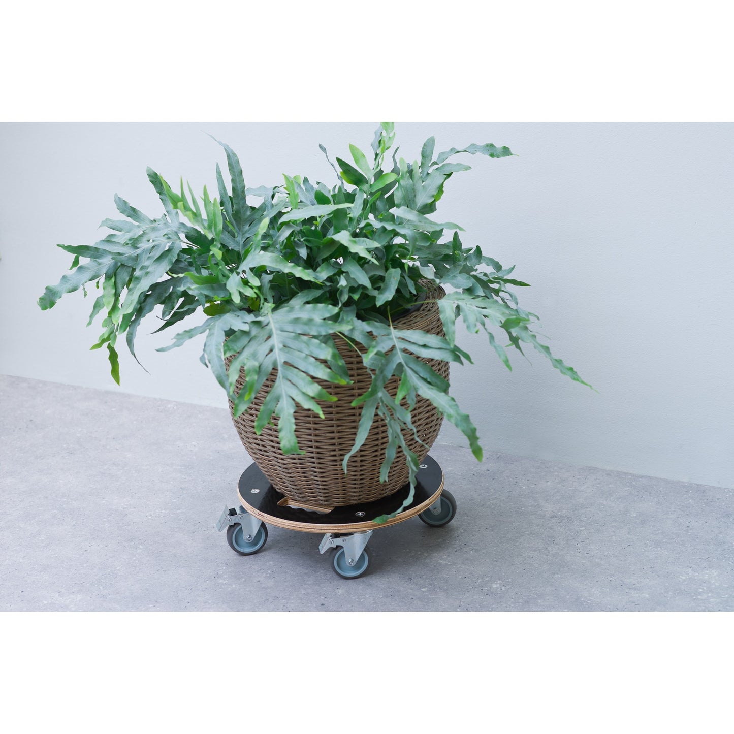 Chariot de plante nature