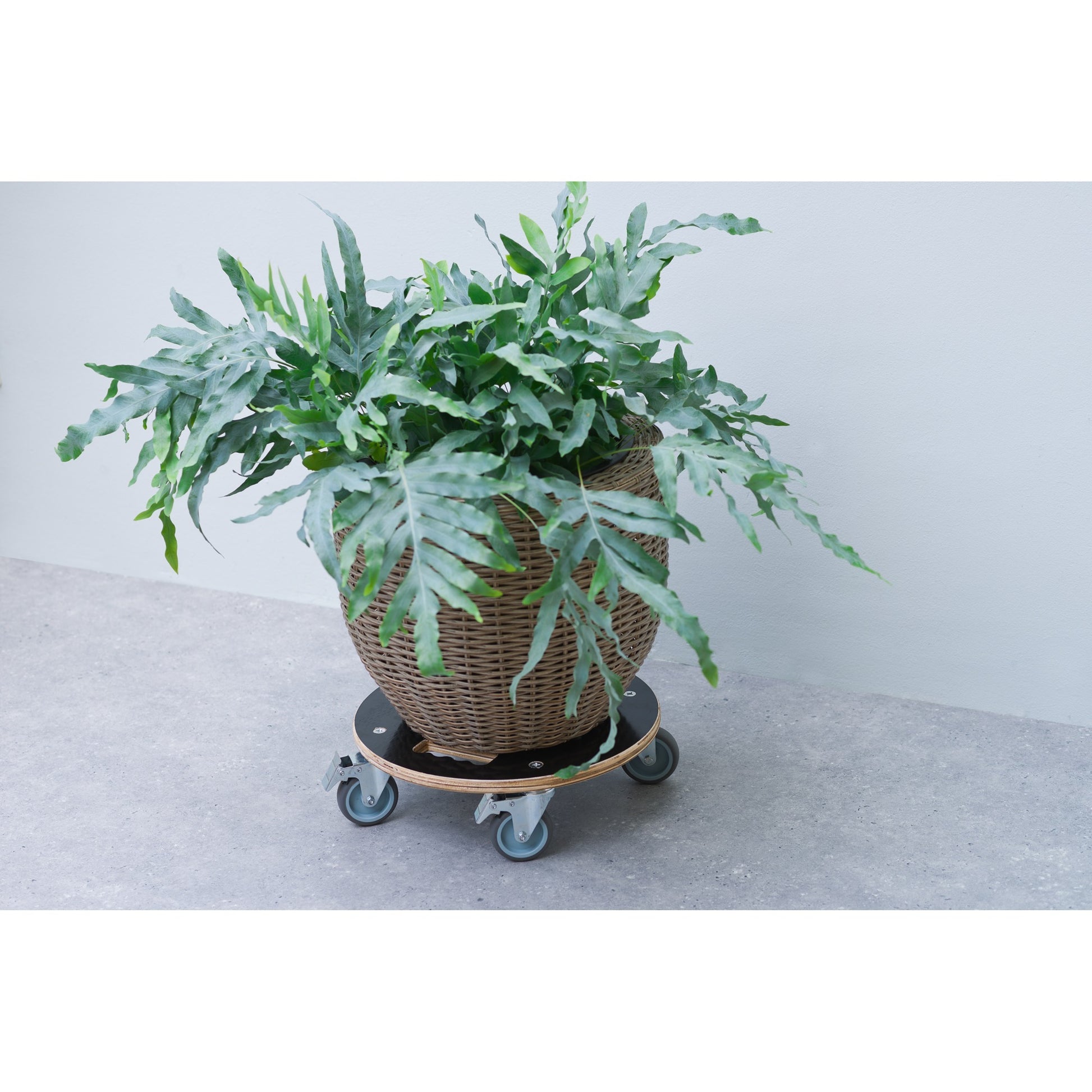 Chariot de plante nature