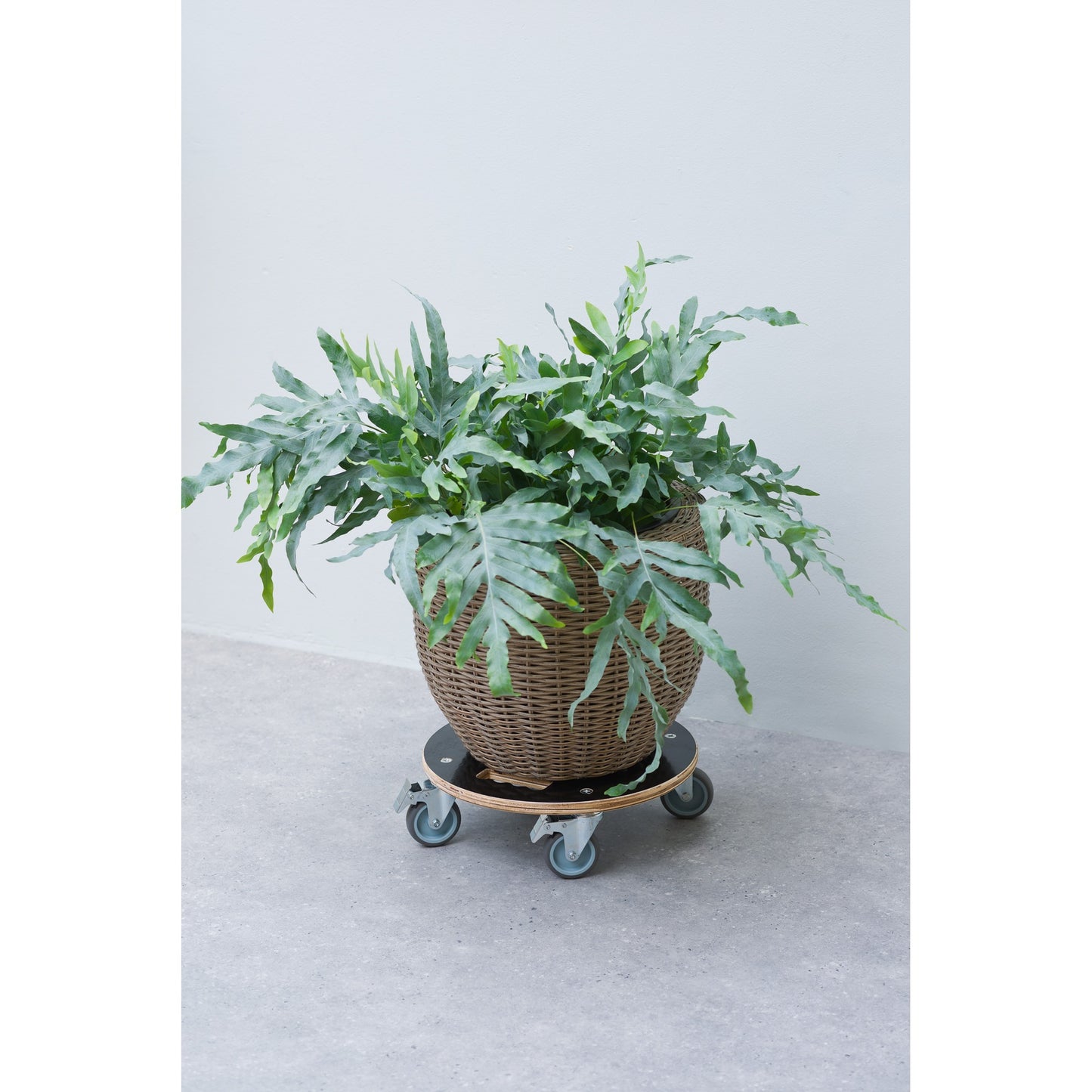 Chariot de plante nature