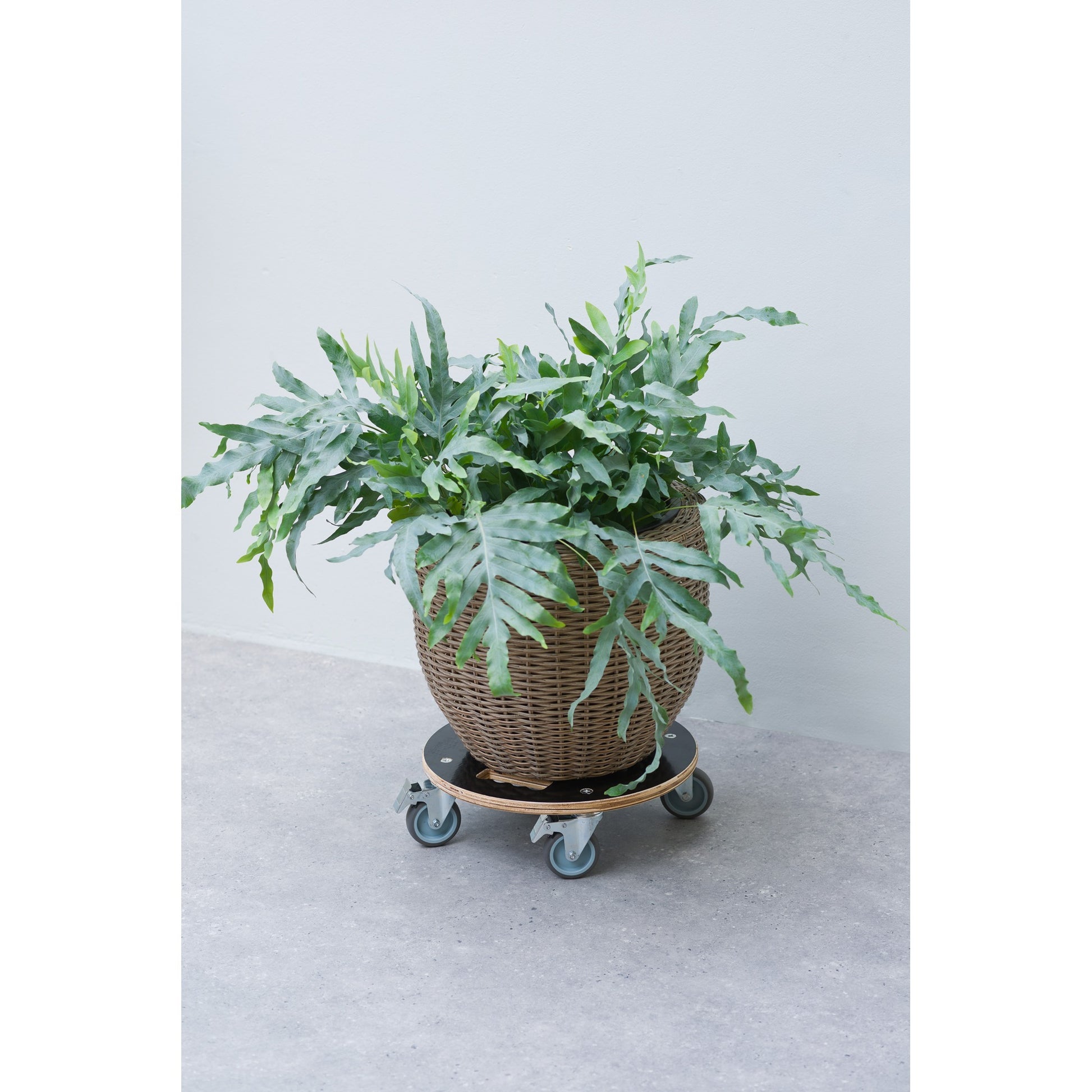 Chariot de plante nature