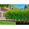 Tube de goutte Gardena pour buissons haies (50 m)