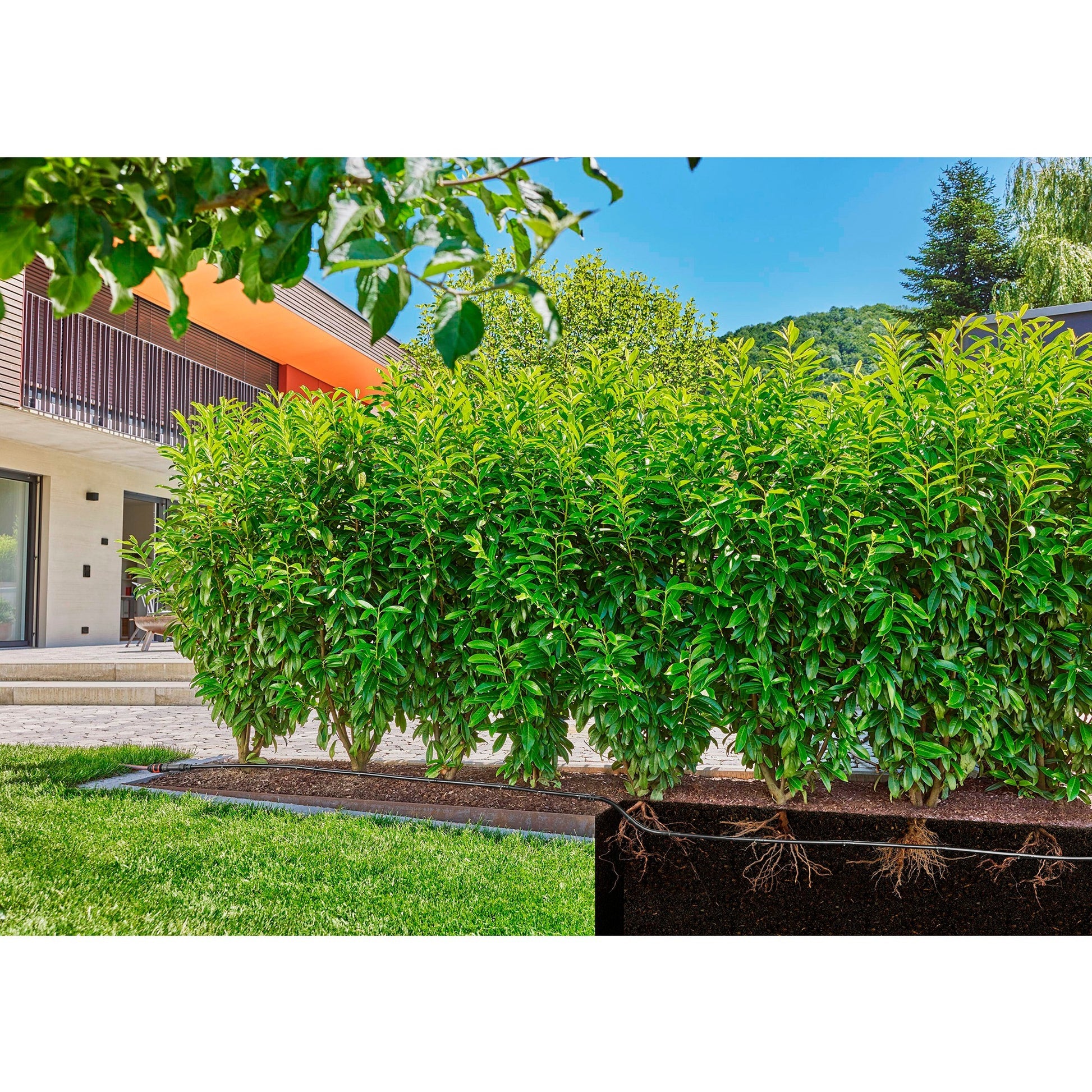 Tube de goutte Gardena pour buissons haies (50 m)