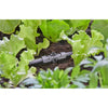 Gardena Micro-Drip-System T-pice pour buses