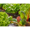 T-pice Gardena 4,6 mm (3 16)