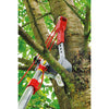 Wolf-Garten Multi-Star Tree Schaar Vario RC-VM