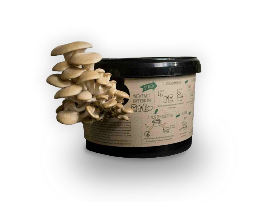 Champignons de champignons à huîtres poussent sur un marc de café