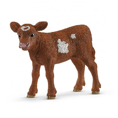 Texas Longhorn Kalf