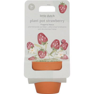 Petit pot de fraisier hollandais