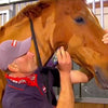 Heiniger tondeuse progress horse 2331tds