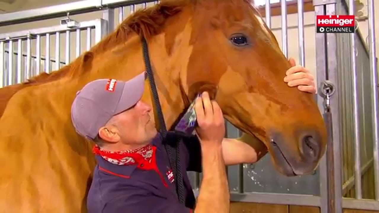 Heiniger tondeuse progress horse 2331tds