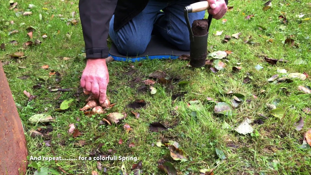 Le cache-pot à bulbes blanc %c3%b8 60mm avec manche en bois dewhite