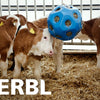 Boule d'alimentation bleue