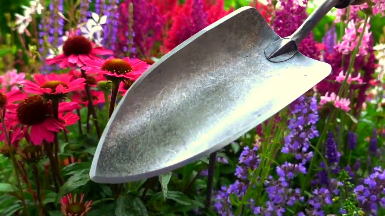 Le scoop de la plante blanche