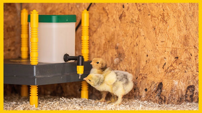 Olba products gourde poussin avec couvercle à valve 0 5 l naturel avec support