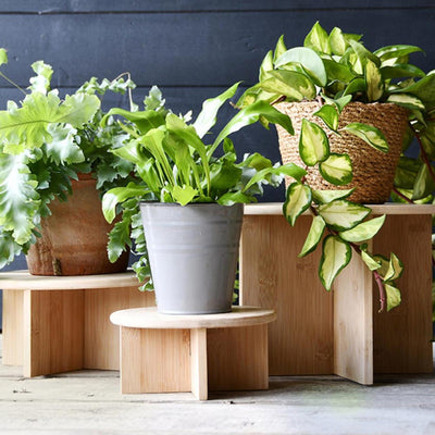 DESIGNERS ESSCHERT ESSCHERT DESIGN BAMBO Plant Tableau 25x11 cm
