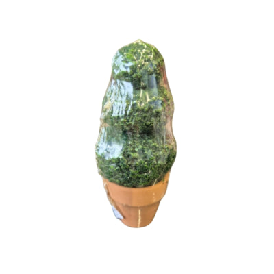 Bougie buis en pot 6 x 13 cm | 12 pièces