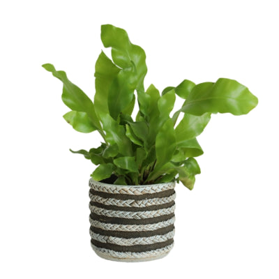 Pot de fleurs série raf gris 7,5 cm | 24 pièces