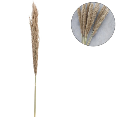 Branche sèche pampa naturelle 135 cm | 20 pièces