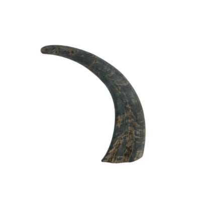 Corne de buffle 25 cm | 24 pièces