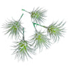 Plante artificielle tillandsia vert 7,5 cm lot de 5 | 24 pièces