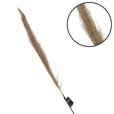 Herbe de pampa Parlane naturelle 120 cm | 18 pièces