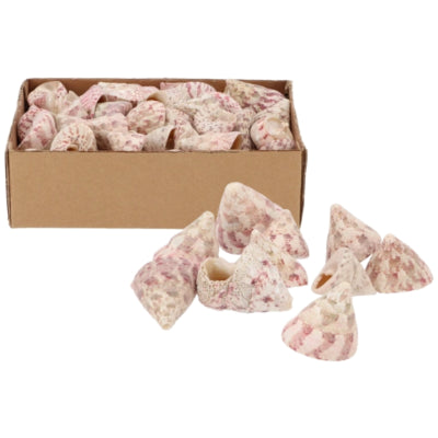 Daan coquilles de décoration en bois courbé balane 380 gr | 8 pièces