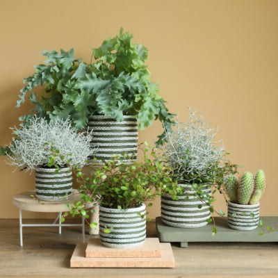 Pot de fleurs série raf vert 7,5 cm | 24 pièces