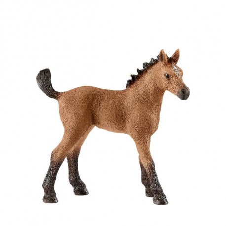 13854 Quarter Horse Veulen