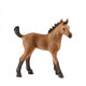 13854 Quarter Horse Veulen