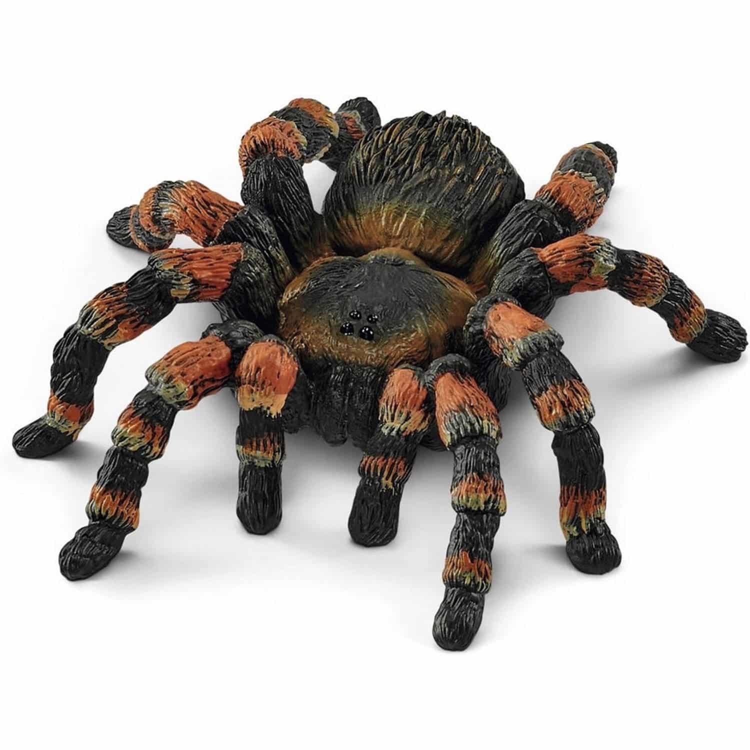 14829 Bird Spider