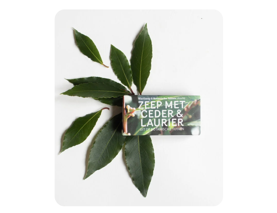 Werfzee Werf Soap Botanical Gardens Cedar Laurel