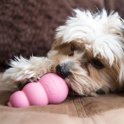 Kong Puppy Pink ou Blue Assorti
