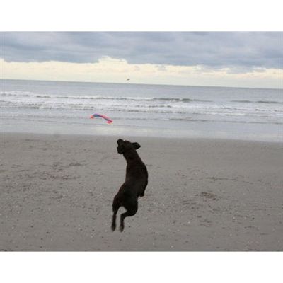 Écureuil volant de Chuckit