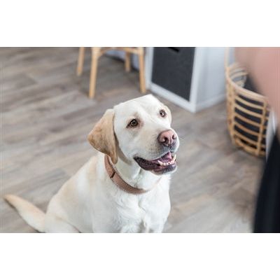 Trixie Collar Dog Boho Extra large avec du caramel de fenêtre