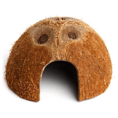 Den de noix de coco de Komodo