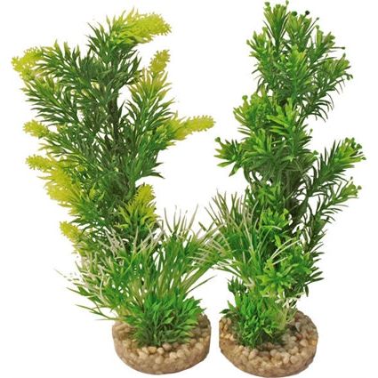 Plante d'aquarium 349701