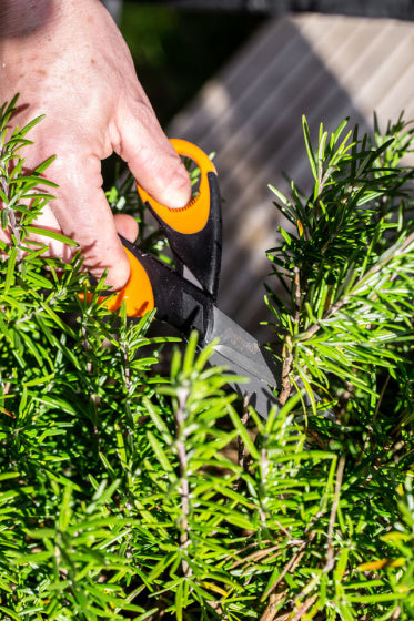 Masterclass Herb Ciseaux 15 cm en acier inoxydable en caoutchouc noir orange