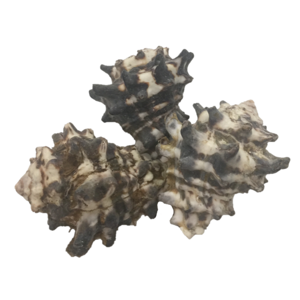 Papoose Toys Mengkudu Shell 5pc