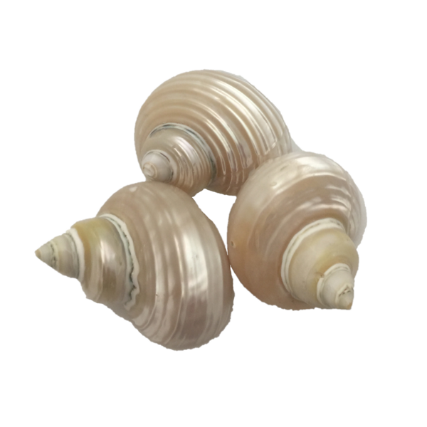Papoose Toys Telempu Shell 5pc